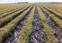 Frost in chickpeas