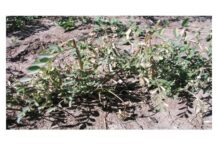 Don’t get complacent – mix and rotate