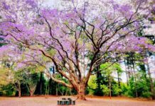 Historic park under threat