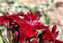 Frost-tolerant plants