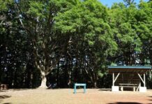 Rangers axe plans to shut Rogers Park