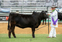 QLD’s best young cattle parader