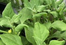 Plants for the right places