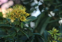 Growing golden penda