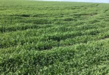 Weed control by producing hay