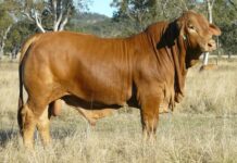 High calibre Bunya bulls
