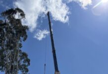 Haly St trees have finally fallen