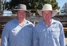 Strong sales at inaugural Jen-Daview Invitational Bull Sale