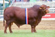 Burnett beasts best in show