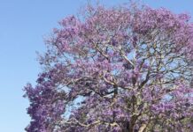 Jacarandas paint towns purple