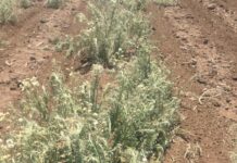 Hormesis causing weedy headaches