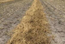 The big question in pulse crops