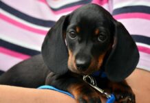 South Burnett dog regos due soon