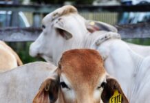 Good numbers across region’s sales