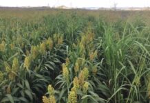 A difficult plant to control