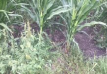 Herbicide resistance overseas