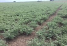 The impact of spraying too late