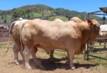 The heat was on at Kandanga