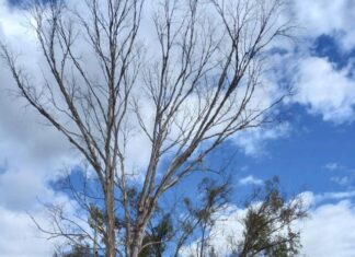 Discussion for financial contribution to tree removal