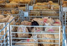 Outlook broadly positive for Aussie farmers