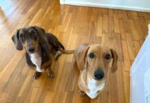 Meet some Burnett pets