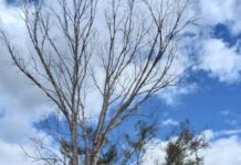 Council to foot half of tree bill