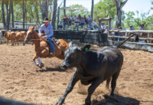 Mega campdraft pulls through