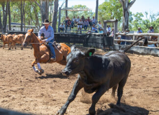 Mega campdraft pulls through