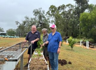 Green thumbs at the Shed