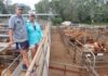Sale at Coolabuina Saleyards