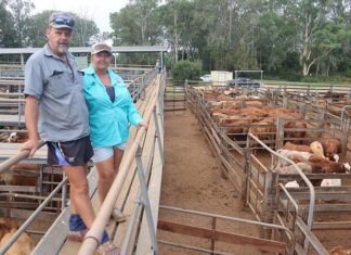 Sale at Coolabuina Saleyards