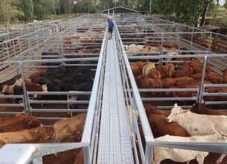 Saleyards upgraded to secure industry future