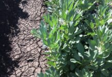 Nitrogen from legumes