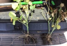 A closer look at plant roots