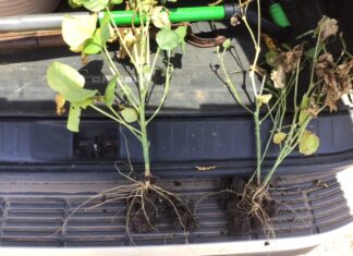 A closer look at plant roots